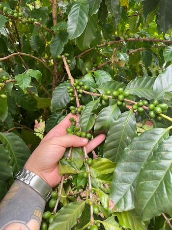 Una mano y parte de un brazo con tatuaje y reloj plateado sostiene ramas de un cafeto con hojas verdes y frutos de café verdes