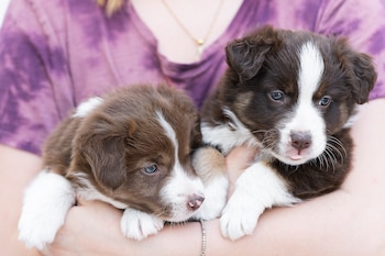 Vender o regalar cachorros solamente está permitido bajo algunas condiciones. (Freepik)