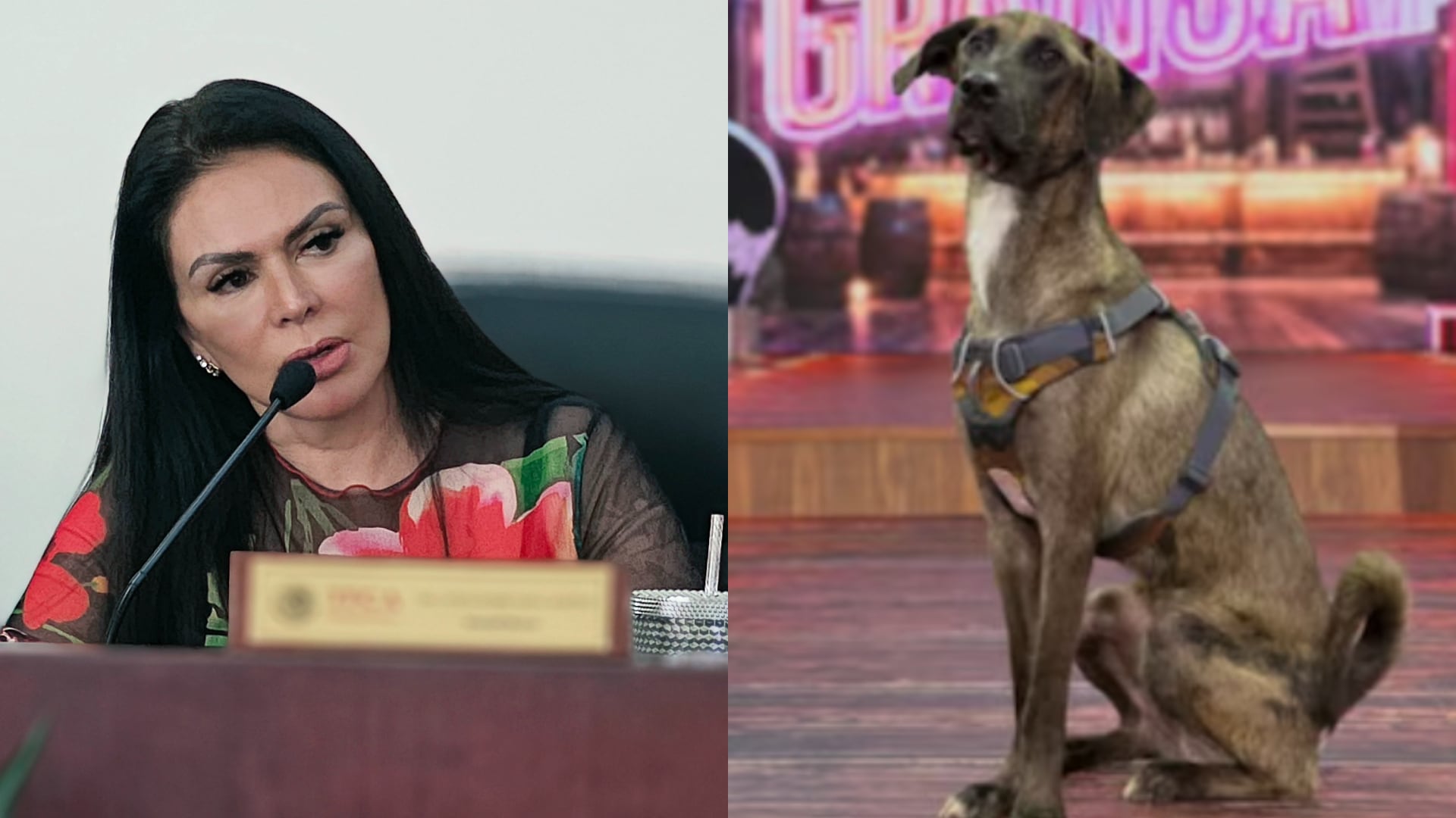 Maltrato animal en La Granja VIP: Magistrada condena abusos contra el perrito Tlacoyo