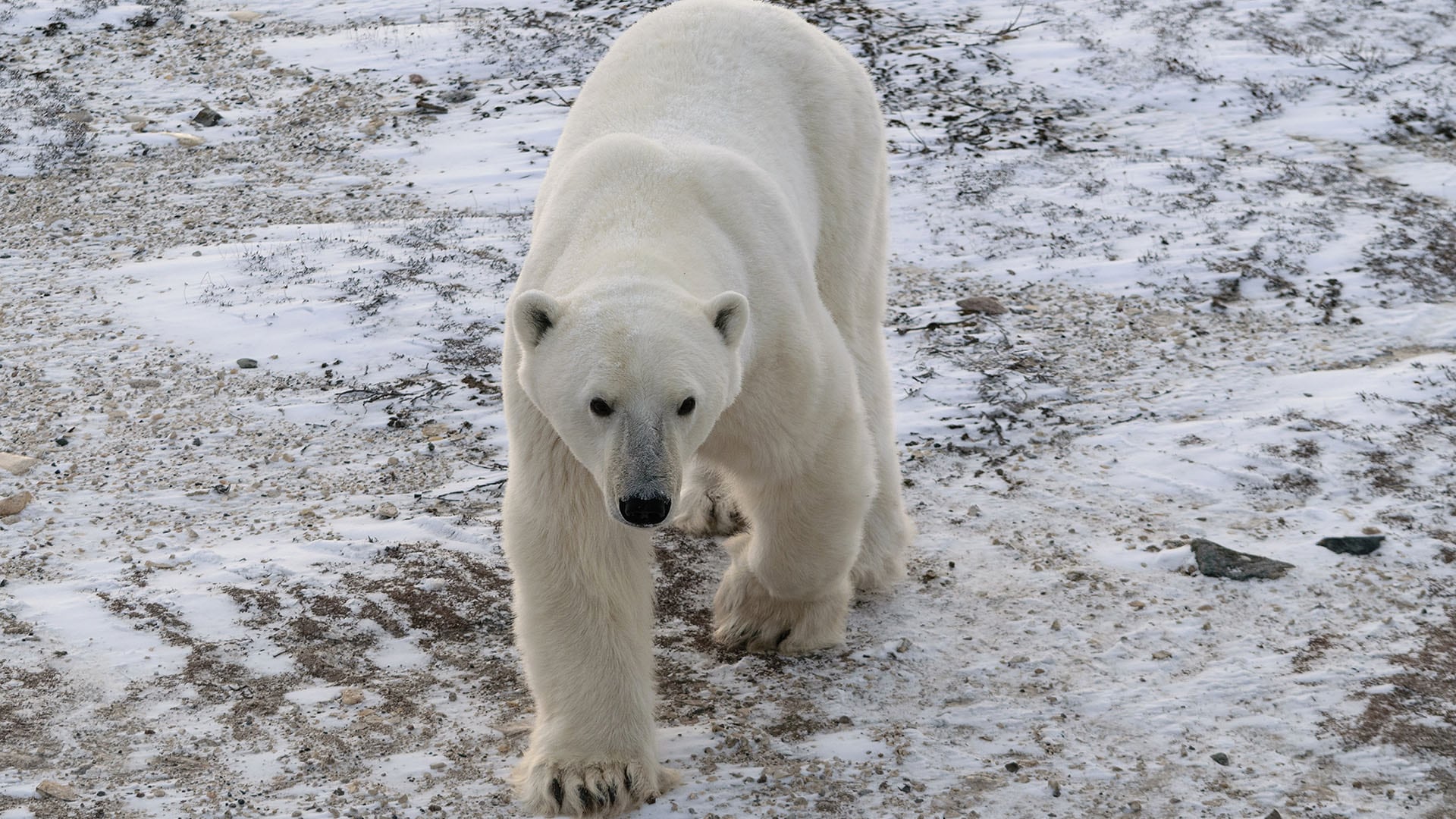 Los hallazgos ofrecen esperanza para la conservación de los osos polares, pero advierten sobre el riesgo de extinción si no se frena el calentamiento global (Crédito San Diego Zoo)