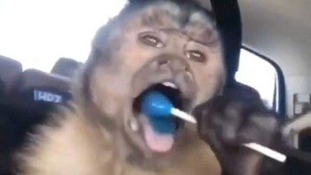 Con tristeza y memes: Así