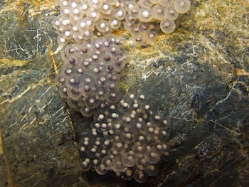 Huevos de rana pirenaica. (C. Robiller/naturlichter.de/Wikimedia Commons)