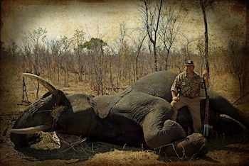 Julián con el ejemplar de elefante abatido