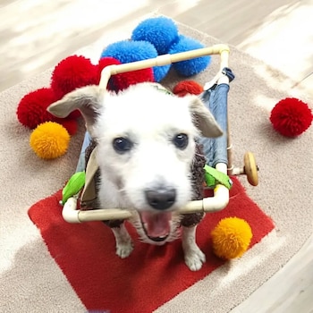 Rescatistas promueven la adopción de