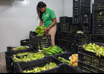 Personal del Banco de Alimentos de la República Dominicana en el proceso de selección e inspección de productos aptos para el consumo humano recibidos como donación (Cortesía: Banco de Alimentos RD).