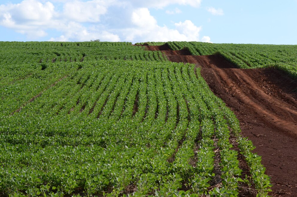 Mato Grosso proyecta un crecimiento demoledor en soja y maíz: ¿y Argentina qué espera?