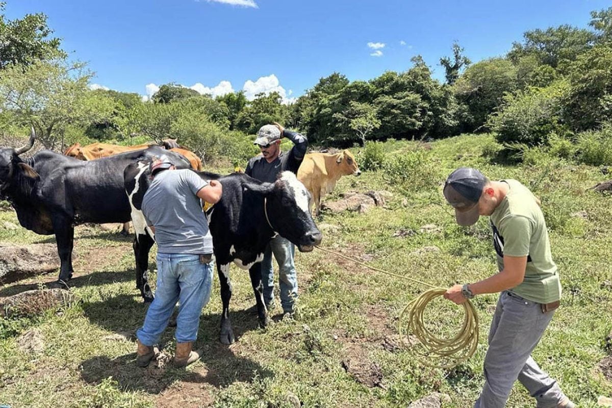 Tres trabajadores rurales sujetan a un bovino con una cuerda durante labores de manejo ganadero en un campo. (Ministerio de Agricultura, Ganadería y Alimentación)