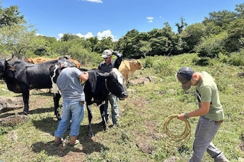 Tres hombres en un campo con hierba y árboles sujetan una vaca de color negro y blanco mediante una cuerda