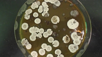 bacteria Streptomyces