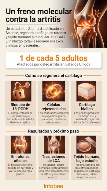 Infografía con ilustraciones de una articulación de rodilla, una cerradura con llave, células, muestras de tejido y bloques de texto.