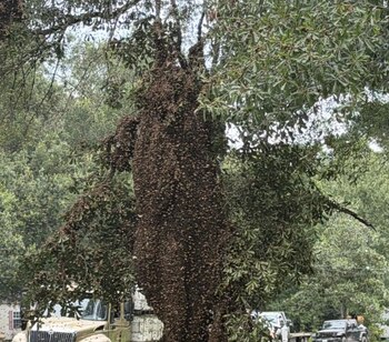 Millones de abejas cubren densamente el tronco y las ramas de un árbol grande con hojas verdes. Se ven dos vehículos y más árboles al fondo