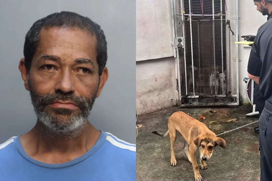 Una verificación del bienestar de una mujer mayor terminó con el rescate de 19 perros y acusan a un hombre de crueldad animal
