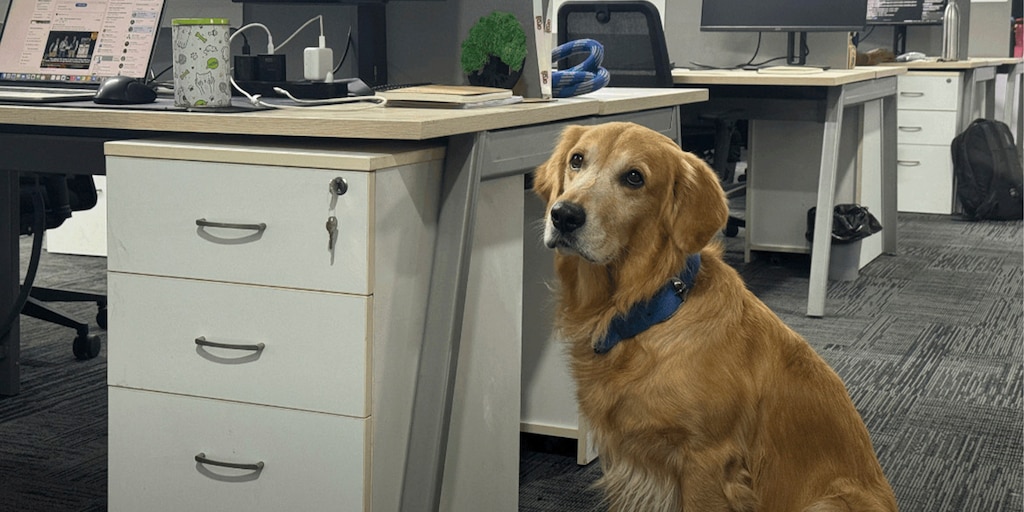 Startup contrata a un golden retriever como director de felicidad para mejorar el ambiente laboral - Infobae