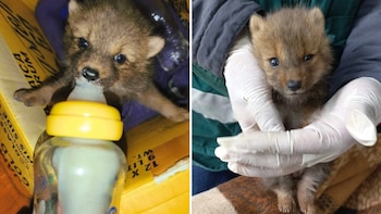 Puno: Encuentran pequeña cría de