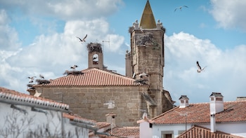 La capital española de las cigüeñas está en Extremadura: tiene tres colonias que se reparten entre la iglesia, un humedal y un monumento natural