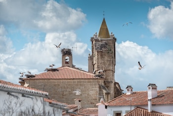 La colonia de cigüeñas en la iglesia del municipio. (Ayuntamiento de Malpartida de Cáceres)