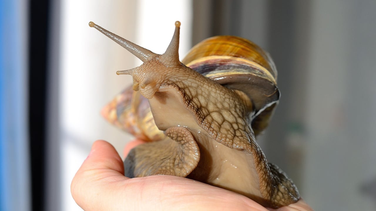 Ejemplar de caracol gigante africano. ( Cadet-nev/Wikimedia Commons)