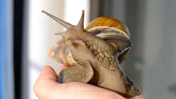 Este caracol gigante es una de las especies invasoras más peligrosas del mundo: su presencia en España obligó en 2023 a emitir una alerta