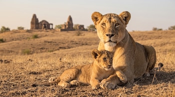 Una leona recostada en tierra seca junto a su cachorro con edificaciones antiguas de piedra al fondo.