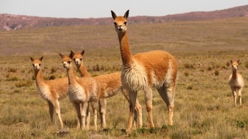 La vicuña tiene una de