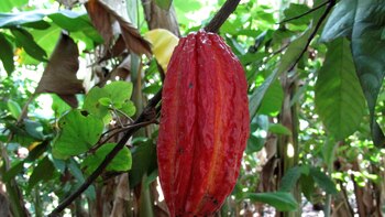 Investigación francesa de la Universidad