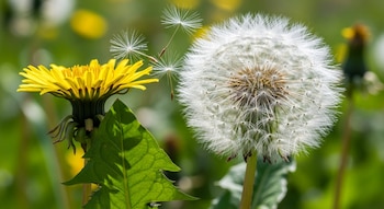 Primer plano de un diente de león amarillo en flor y una cabeza de semillas blanca y esponjosa de la que se desprenden algunas semillas flotantes.
