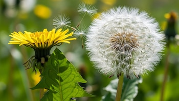 Diente de león: la planta que gana interés científico por sus efectos en huesos, hígado y nivel de azúcar en sangre