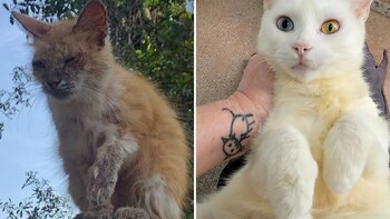 Fuzzy antes de llegar al