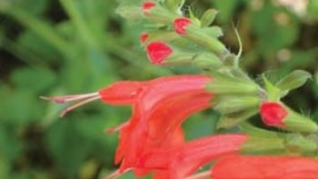 ¿Cuáles son los usos y