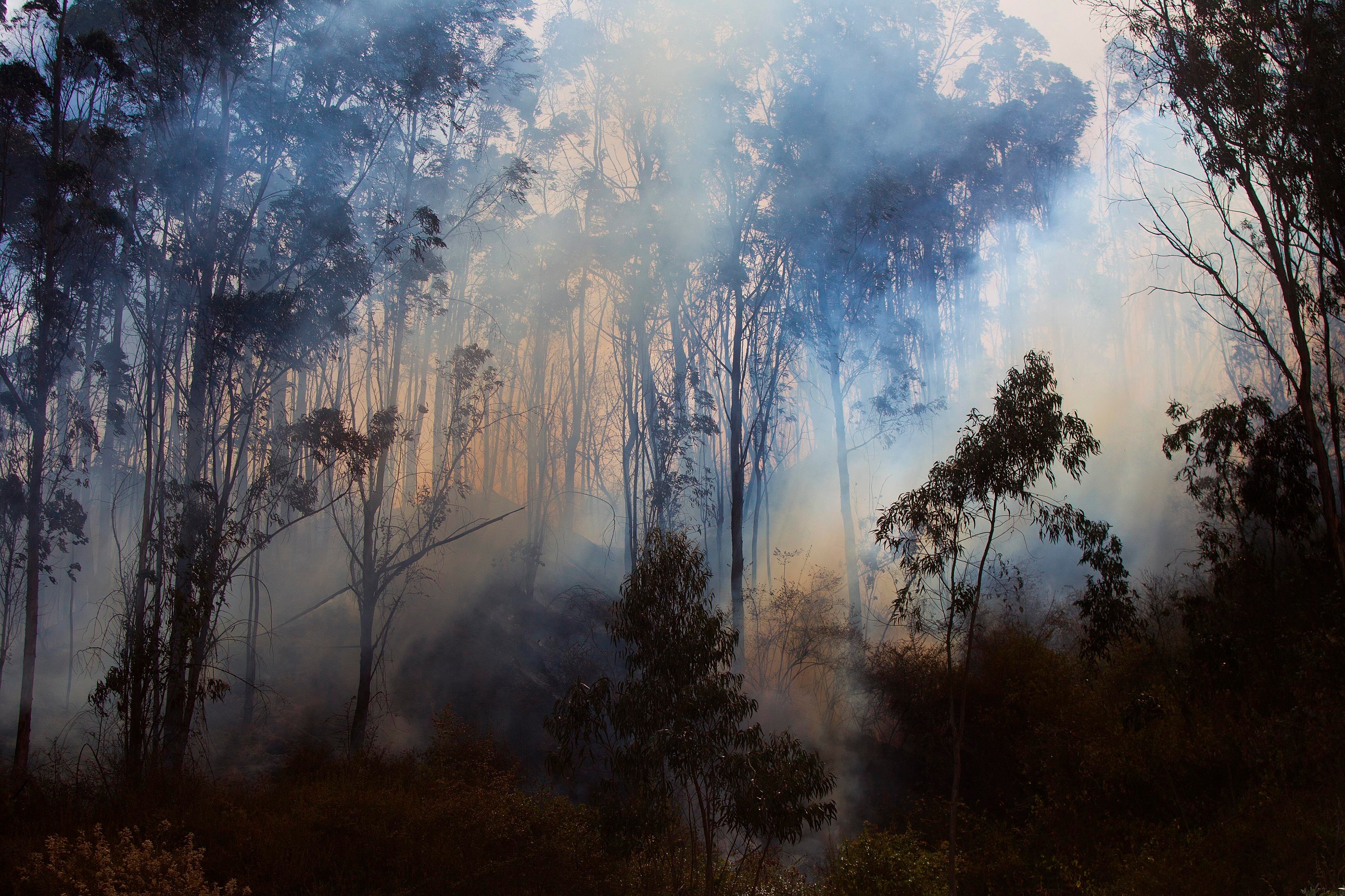 En los últimos tres años los incendios forestales en Ecuador, que se suelen presentar en la época seca (de julio a septiembre), causaron la pérdida de 61.665 hectáreas (EFE/José Jácome/Archivo)