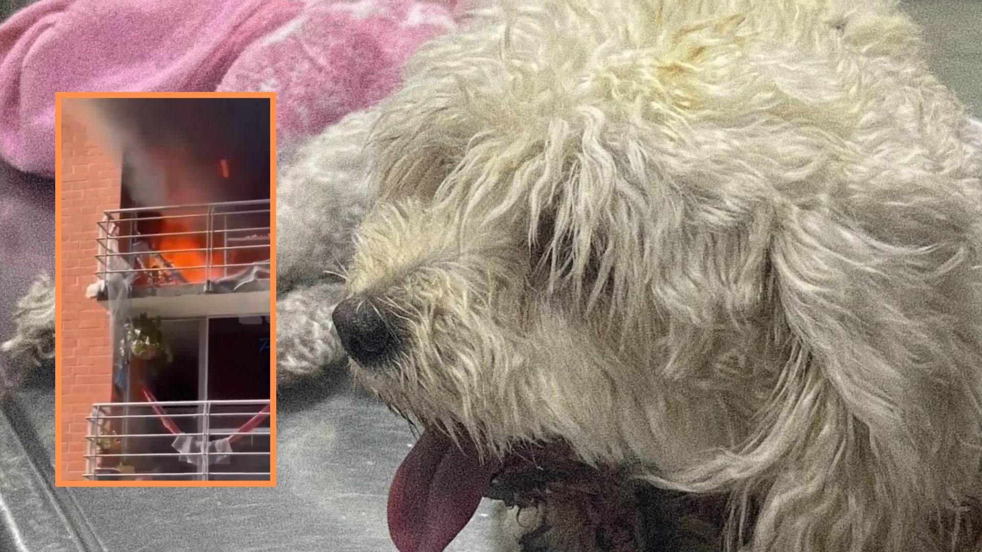 Mascota saltó desde un quinto piso para escapar de un incendio en Neiva: todo quedó en video