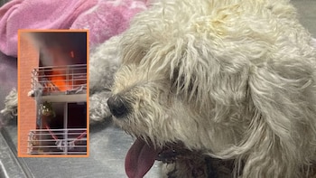 Mascota saltó desde un quinto piso para escapar de un incendio en Neiva: todo quedó en video