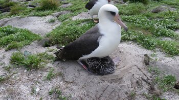 A sus 73 años, Wisdom