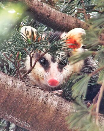 Una zarigüeya (didelphis albiventris) también