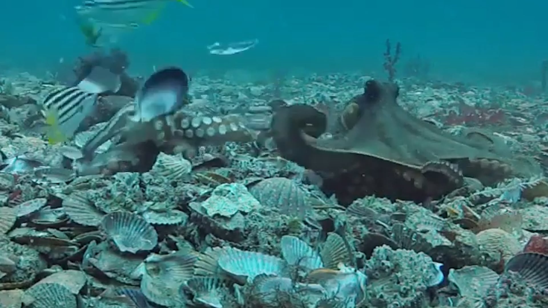 Las cámaras científicas documentaron diez lanzamientos de lodo, con la mitad acertando al objetivo (Imagen Ilustrativa Infobae)