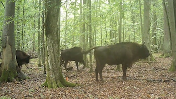 Un bisonte defiende a su cría de cinco lobos (Instituto de Investigación de Mamíferos, Academia Polaca de Ciencias)