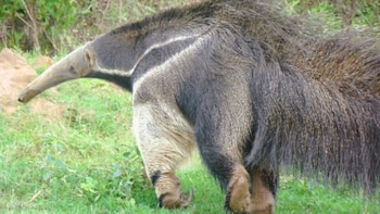 Salta: dos hombres que entraron ilegalmente a una reserva deberán pagar el arreglo de un alambrado tras atacar a un oso hormiguero