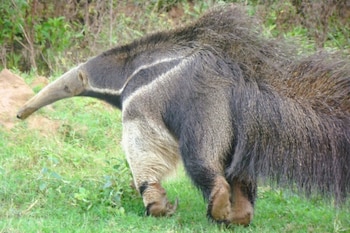 Cazadores que ingresaron ilegalmente a una reserva en Salta deberán reponer el alambrado tras el ataque de sus perros a un yurumí