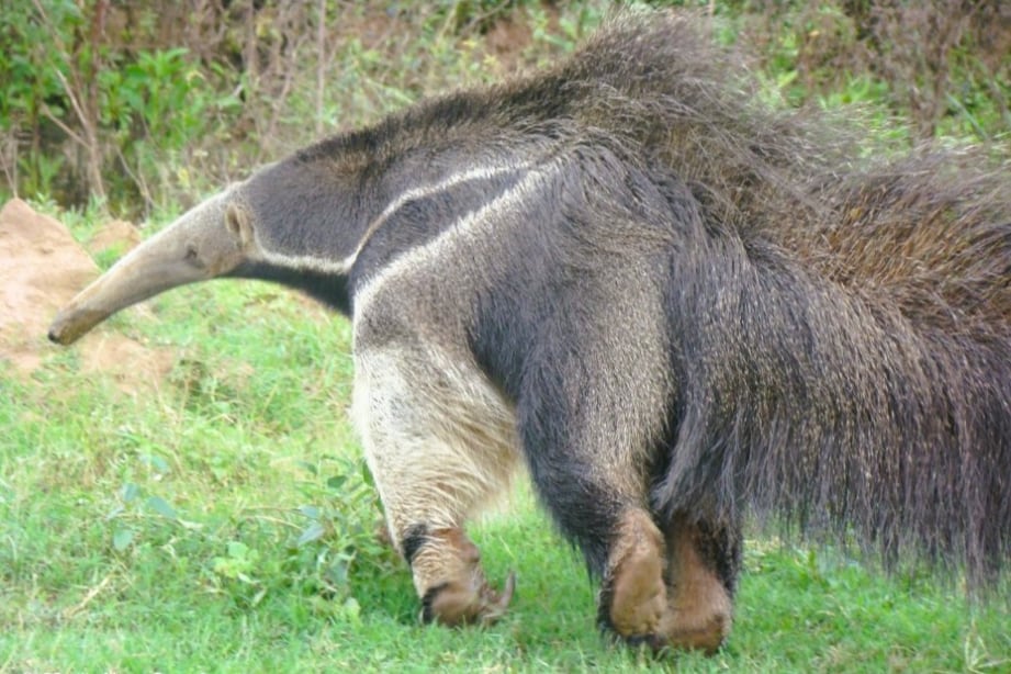 El yurumí es una especie de especial importancia para la conservación de la biodiversidad, protegida en la Reserva Nacional Pizarro, donde la caza y la depredación de fauna están vedadas (Foto: Sistema de Información de Biodiversidad de la Administración de Parques Nacionales)