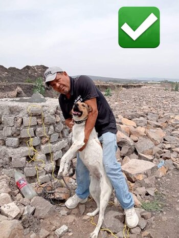 La mascota fue rescatada y