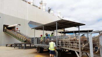 Australia descarga cientos de ovejas y vacas de un barco varado por la crisis en el Mar Rojo