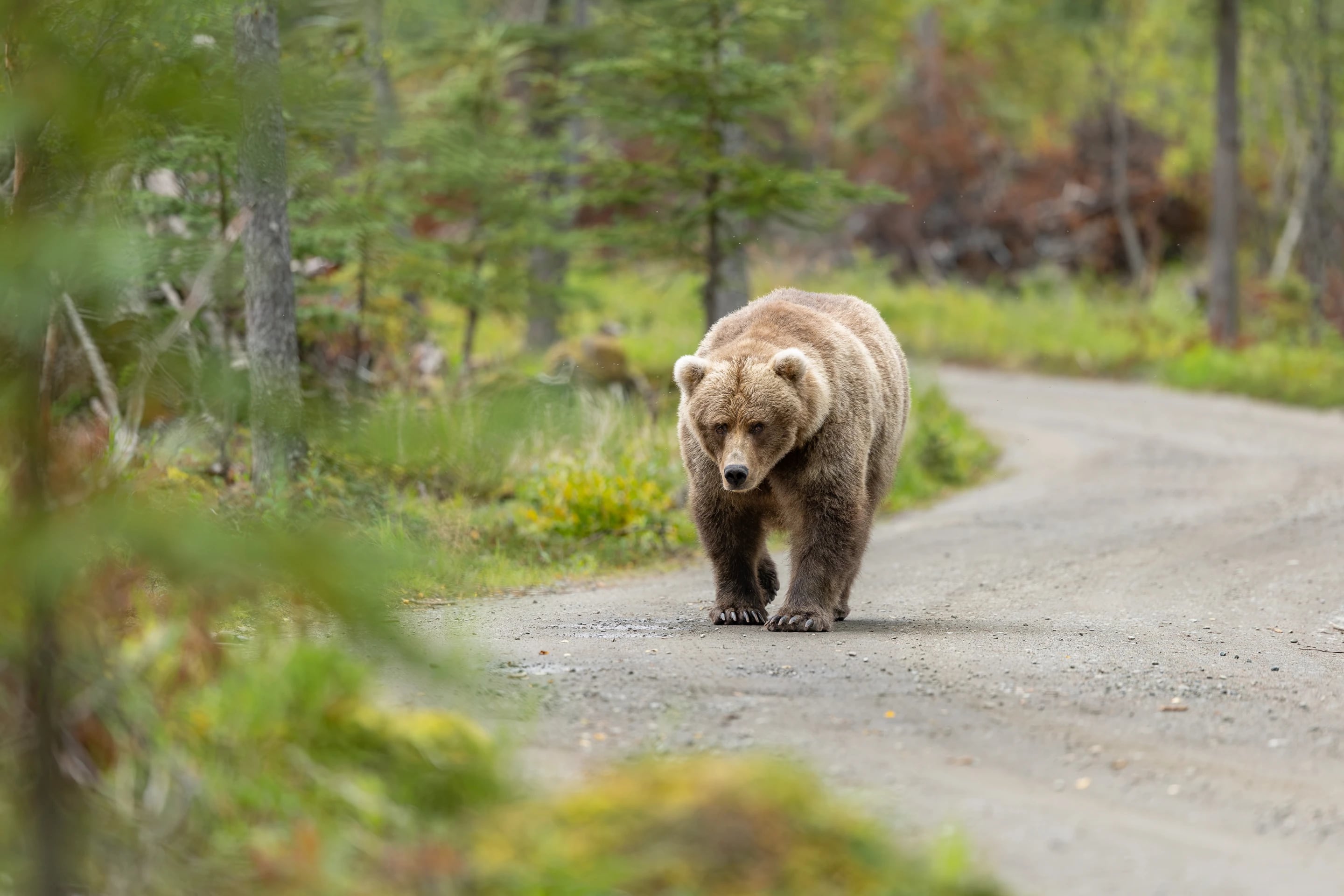 La competencia de osos pardos del río Brooks se extenderá hasta el 29 de septiembre (AP)