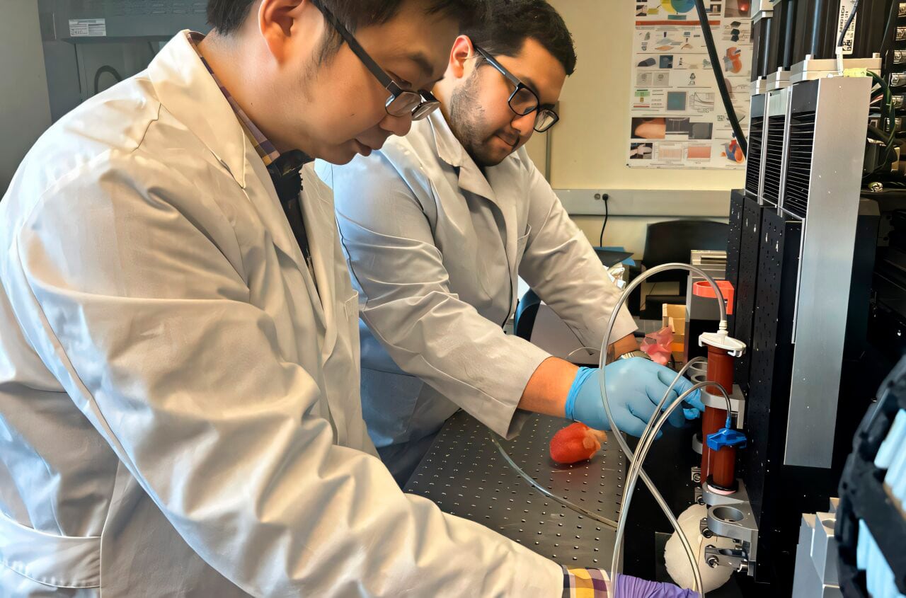 Un corazón artificial impreso en 3D revoluciona la simulación de cirugías cardíacas complejas