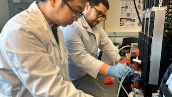 Un corazón artificial impreso en