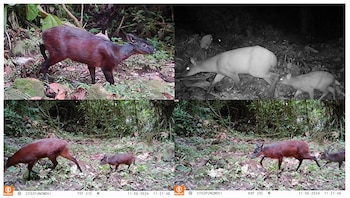 Investigadores del Instituto Humboldt y