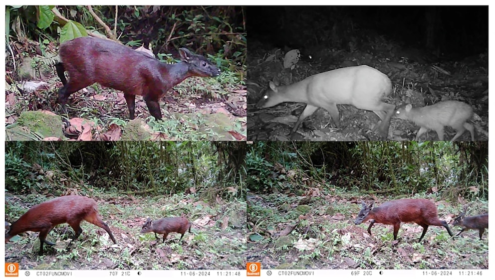 Descubren en los Andes un nuevo género de venado único en Sudamérica