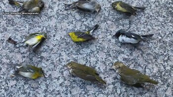 Algunos de los pájaros muertos