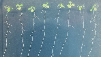 Siete pequeñas plantas verdes con hojas y raíces blancas largas y finas en fila sobre un fondo oscuro