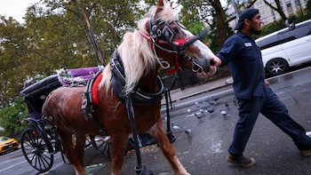Nueva York vota hoy prohibir los carruajes tirados por caballos en Central Park a partir de 2028