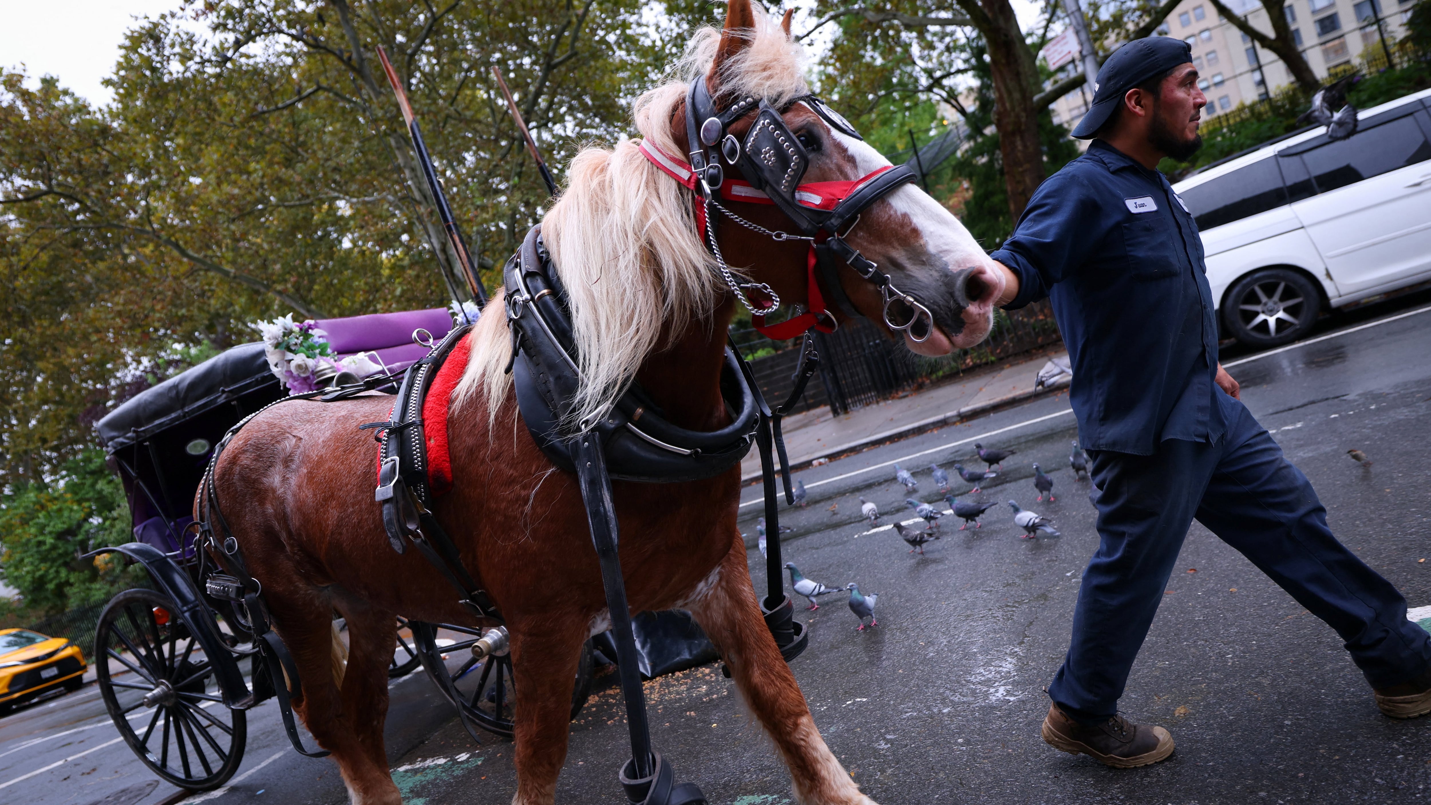 Nueva York vota hoy prohibir los carruajes tirados por caballos en Central Park a partir de 2028